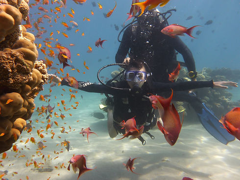 Introduction Dive in the Vibrant Taba Reef