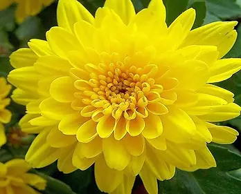nurserylive-g-shevanti-chrysanthemum-yellow-plant_38e824b4-11a4-4e48-b8ad-7428ac5c35ed-194