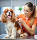 Relaxed dog enjoying professional care