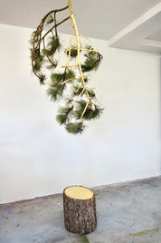Le Pin de Hongrie n'était plus, installation pin et feuille d'or, 250 cm x 100 cm, 2021_