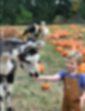 FP Pumpkin Patch.png