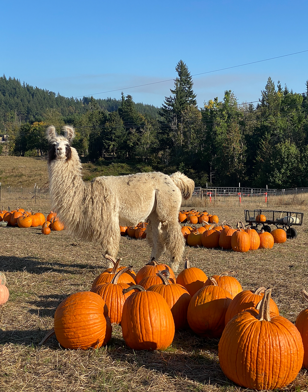 Llama