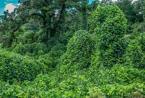 God's Kudzu Killer Web Pic.jpg