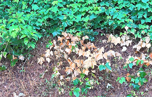 5 days_edited_edited.jpg