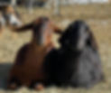 goat friends cropped.jpg