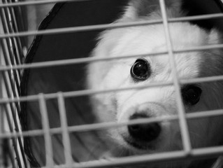 Top 10 Reasons To Adopt A Dog