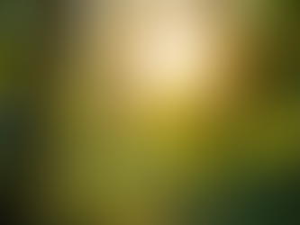 sunlight through the leaves