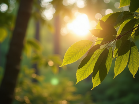 sunlight through the leaves