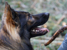 2014-11-22_Ricken (18).jpg