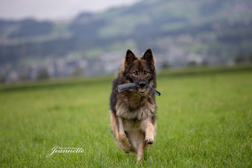 Lion-Wolfs-Team-Kandro-3.jpg