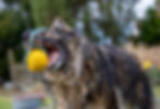 Lion-Wolfs-Team-Altdeutschen-Schaeferhunde-Wissenswertes.jpg