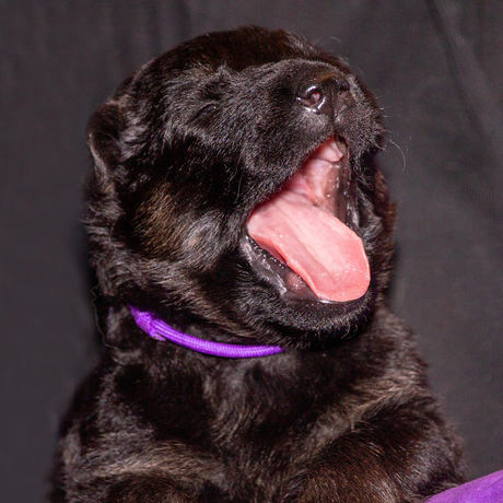 Lion-Wolfs-Team-Zucht-A-Wurf-133 _web .jpg