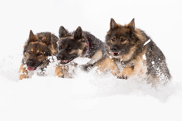 Lion-Wolfs-Team Altdeutsche Schaeferhunde
