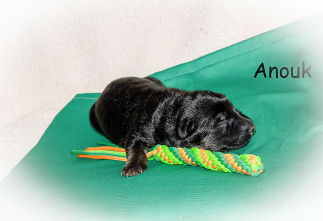 Lion-Wolfs-Team-Zucht-A-Wurf-042 _web .jpg