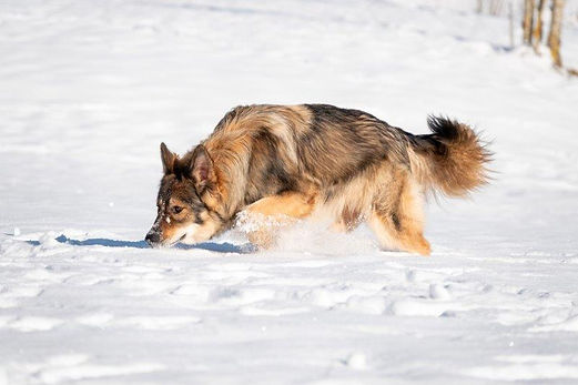 Lion-Wolfs-Team Orania