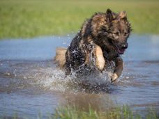 2018-04-02_Doggen (71-1).jpg