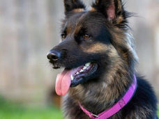 2022-10-16_Doggen (24) Kopie.jpg