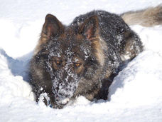 2015-02-03_Bürg (51).jpg