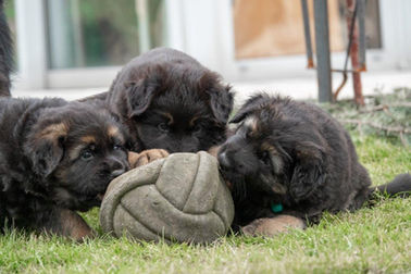 2023-02-05_Fussball (5).jpg