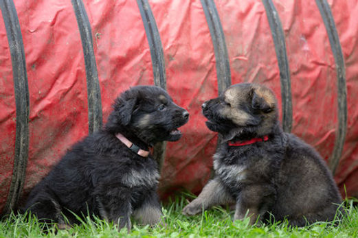 Lion-Wolfs-Team Zucht