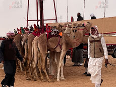 Scenes from the first camel race in the crime city of El Alamein in 2025..