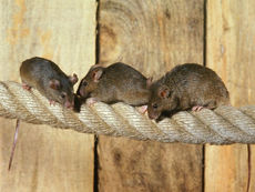 "Rat Storm" Sweeps 11 Cities Around the World At a cost of $500 million a year.