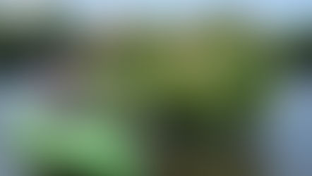 Along the Charles River, rose mallows make a spectacular summer display