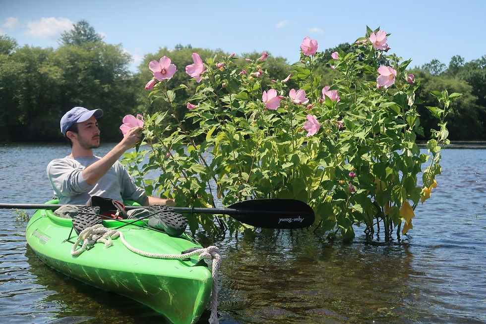 BU research technician Matt Rothendler in front of rose mallow plants growing in the Charles River in Dedham in August 2019, during a survey of color forms. RICHARD PRIMACK