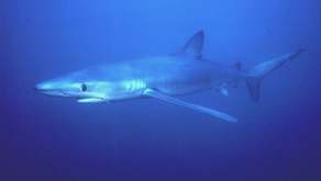 Besides great whites, there’s little to fear among local sharks