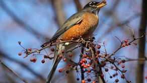 Autumn is a berry good time for the birds