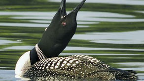 Loons are returning with their eerie, mournful call