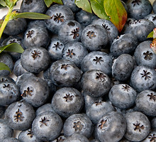 ardandanos jumboweb.jpg