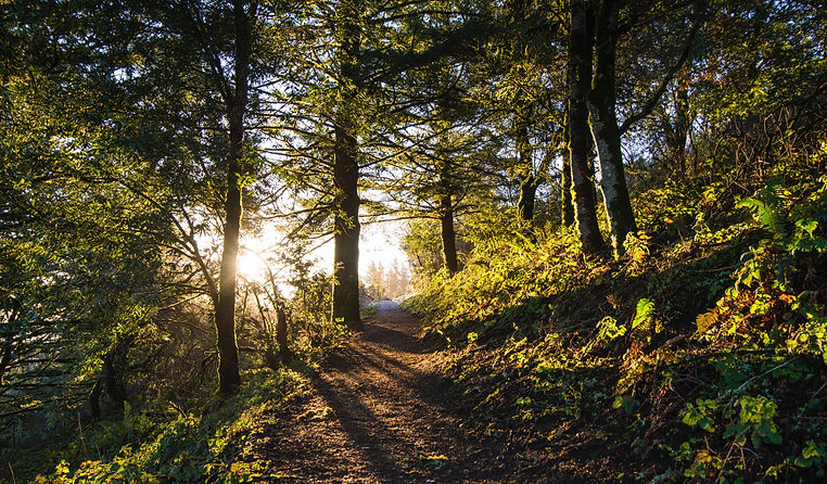 Dirt path in forest with sun shining through