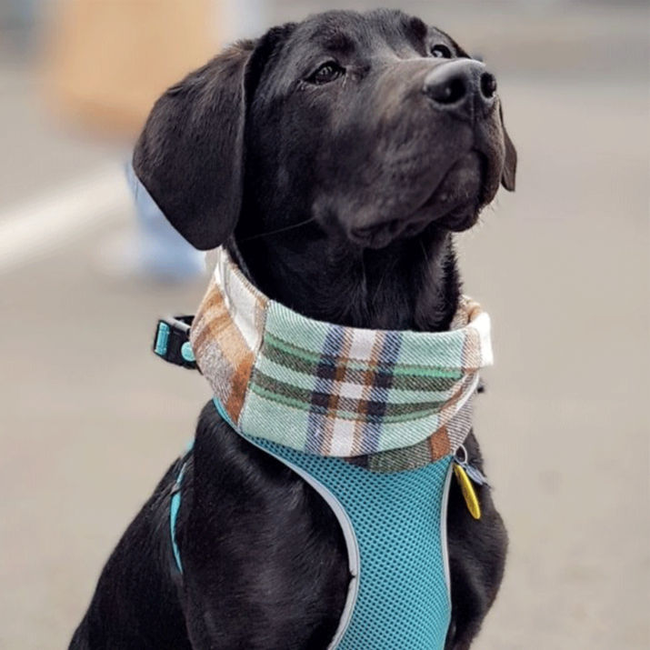 Dog wearing Molly Dog Scarf