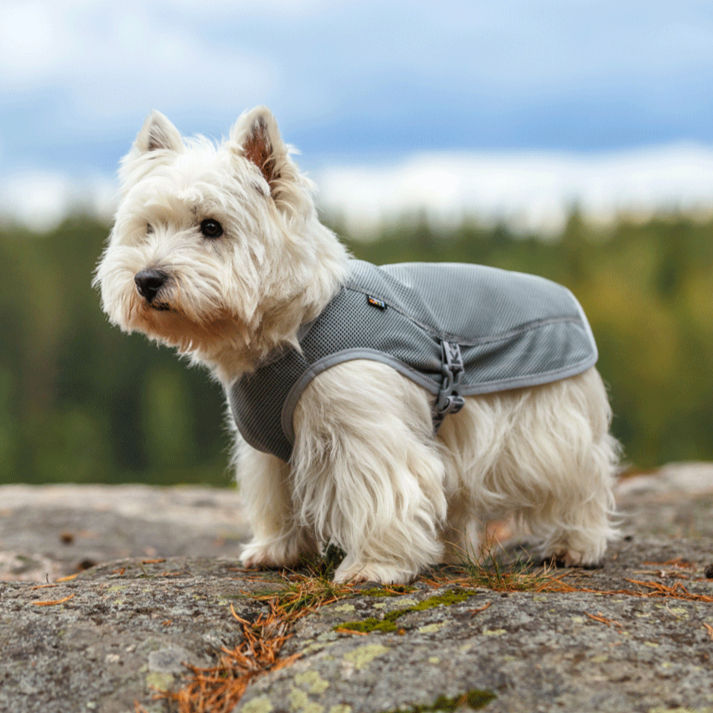 Thumbnail: Small dog wearing Rukka Cooling Vest