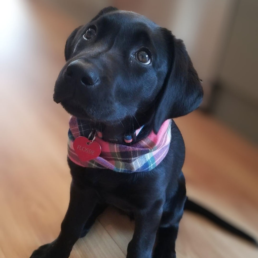 Dog wearing the Peggy dog scarf