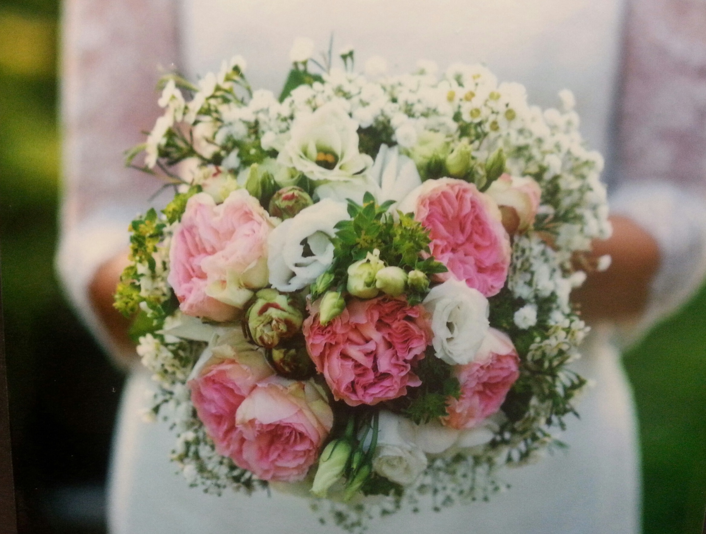Blumen Bayer Blumen Bayer
