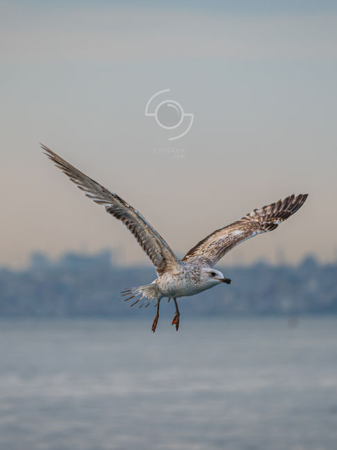 Seagulls in Istanbul