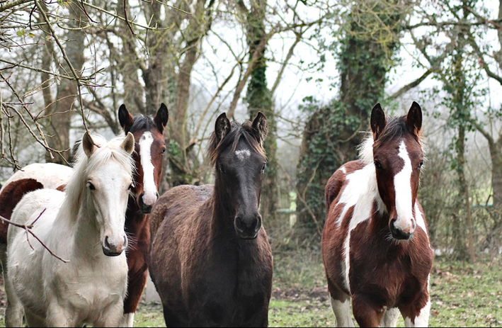 Elevage de chevaux de couleurs