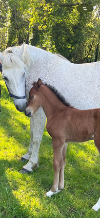 Elevage de poney