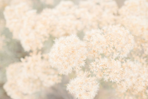 Elevae_1224_10373.jpg