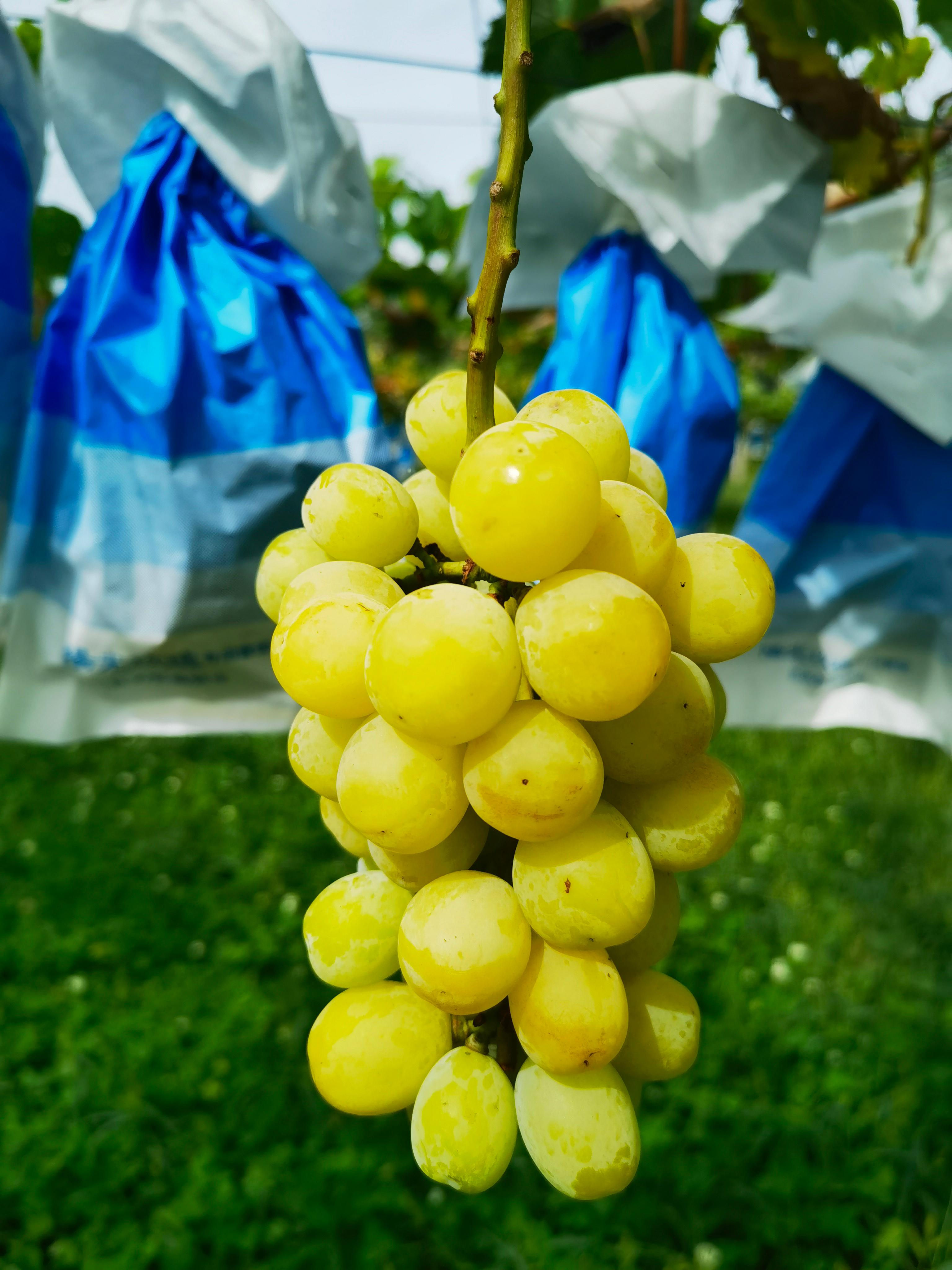 A brunch of shine muscat grape that is ripe and ready to consume, sell, or donate. 