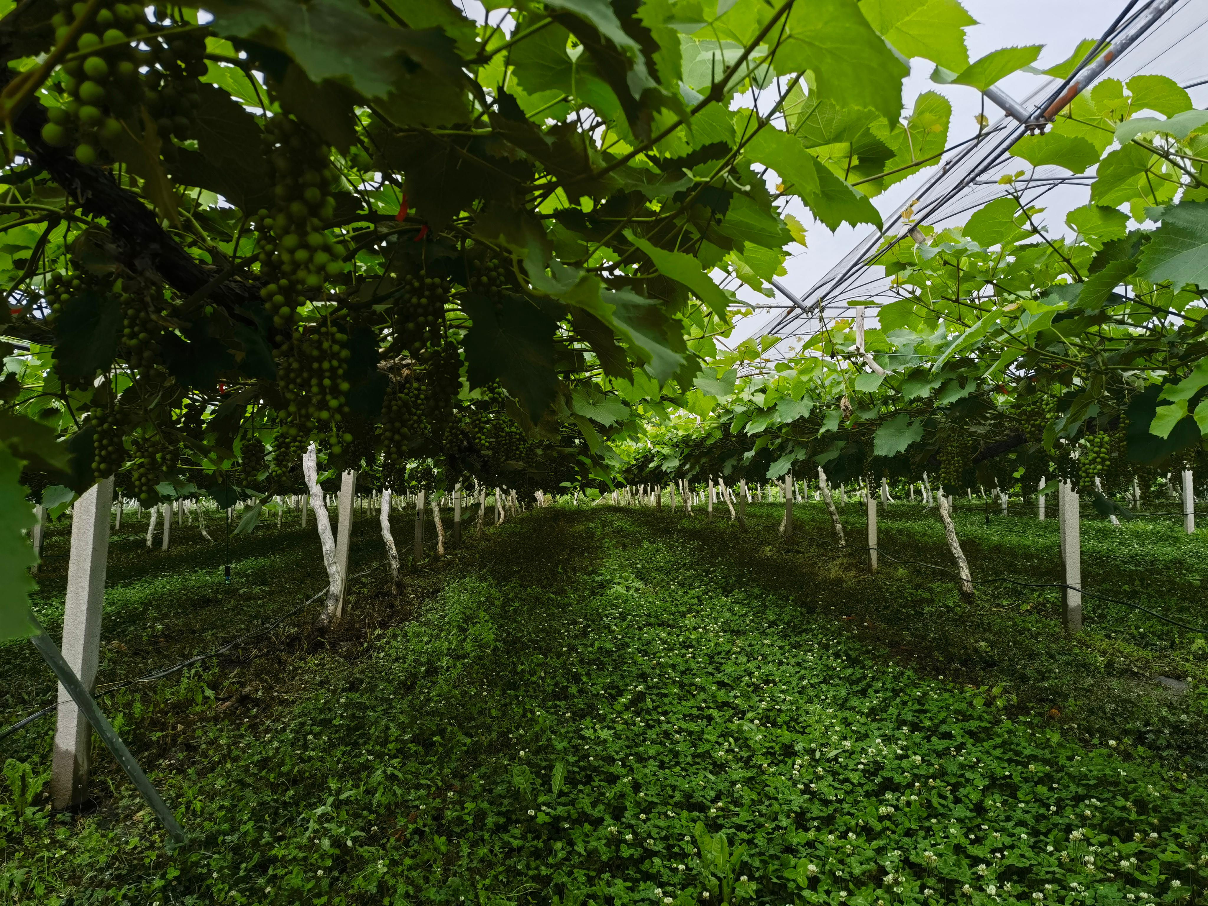 A vineyard with lot of vines ready for sponsor