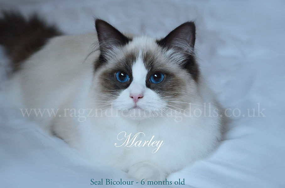 Ragdoll Breeder UK, seal bicolour ragdoll kitten