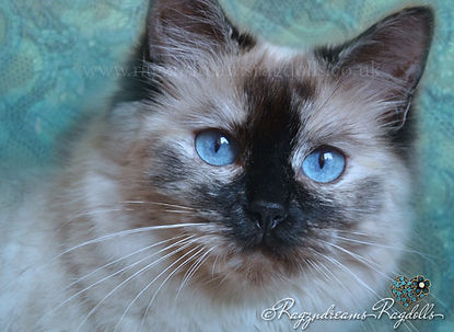 Ragdoll breeder UK