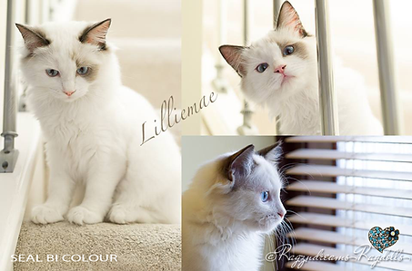 Ragdoll Breeder UK