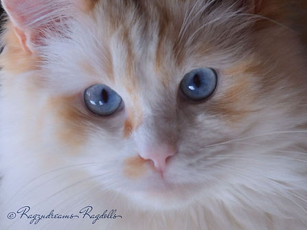 ragzndreams,ragdoll breeder UK,ragdoll kittens