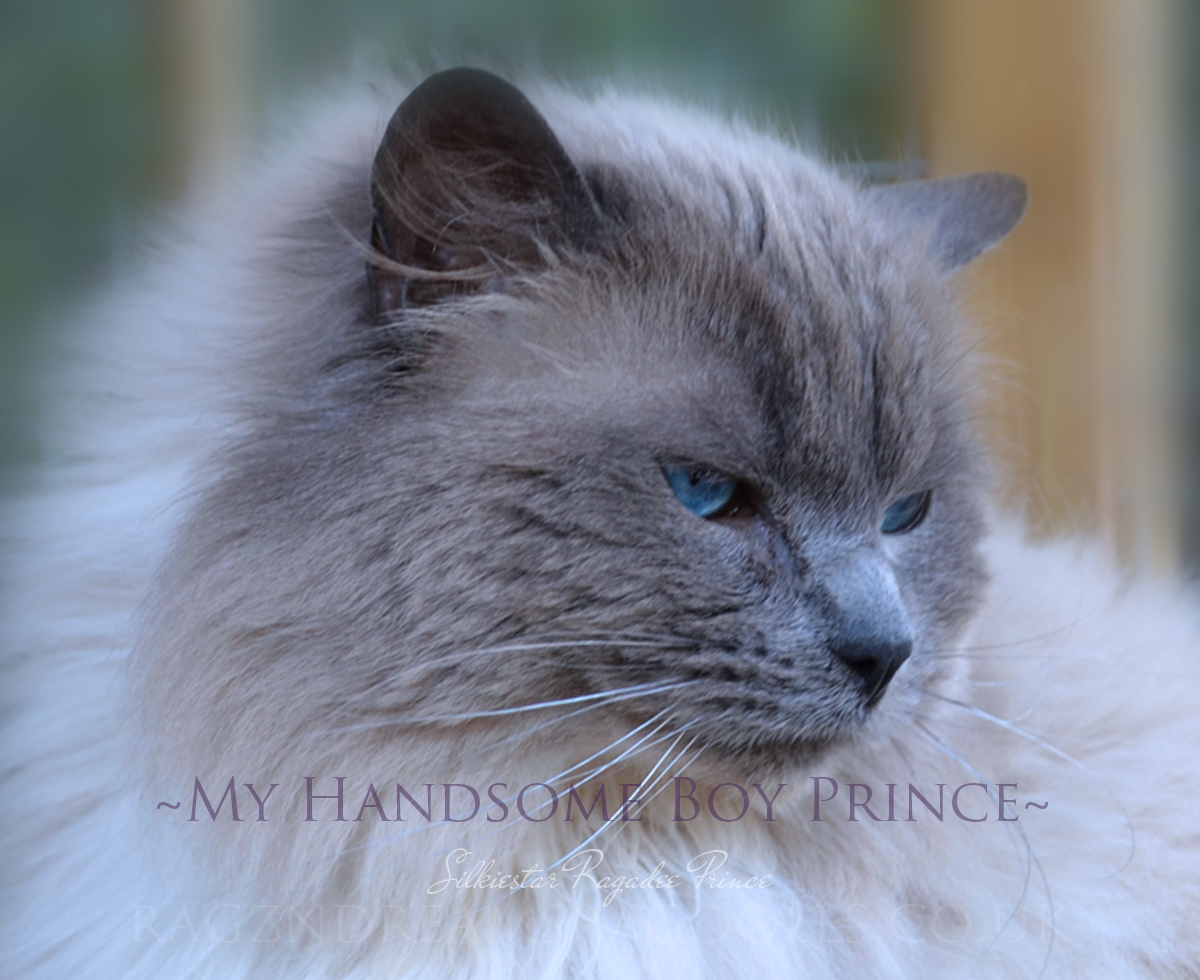 Ragzndreams Ragdolls Nottinghamshire Kittens Available