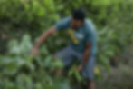 Cobertura vegetal en parcela de frutales