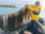 PEBL team seaweed sampling at Car-y-Mor’s Seaweed Farm in West Wales